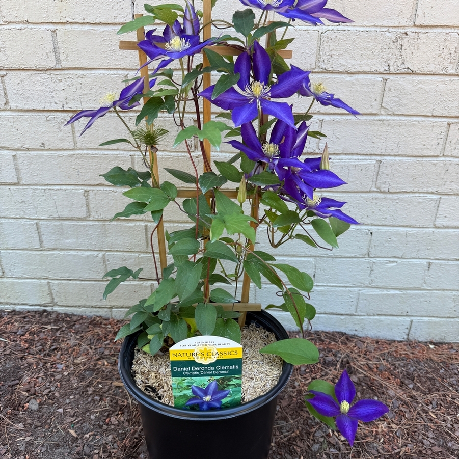 Clematis Daniel Deronda