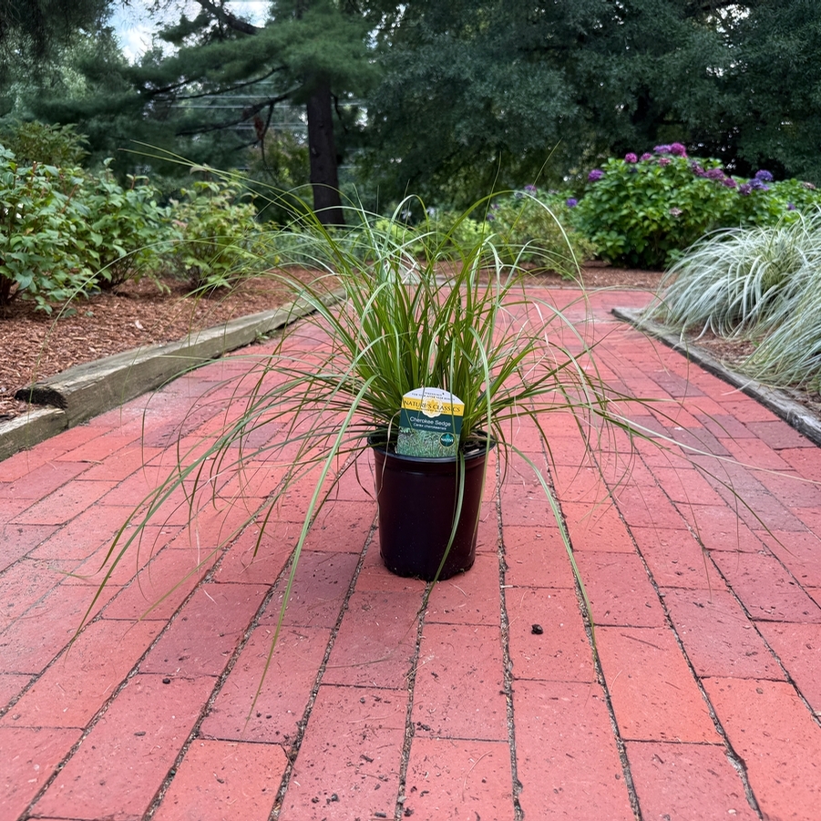 Carex 