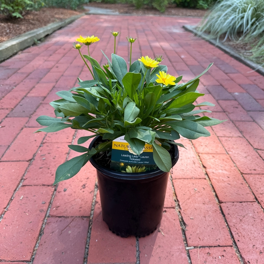 Coreopsis Leading Lady™ Lauren