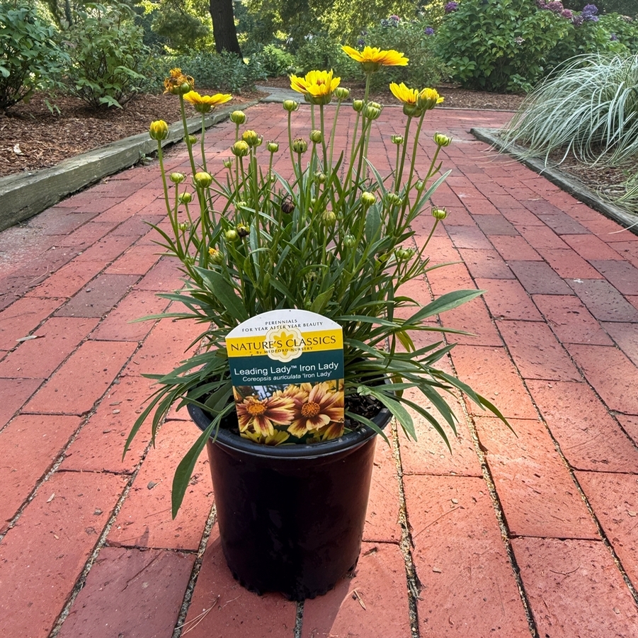 Coreopsis Leading Lady™ Iron Lady