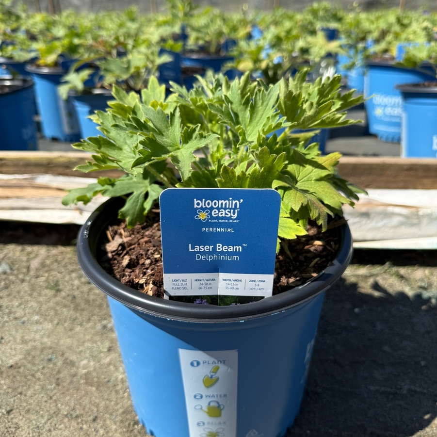 Delphinium elatum Laser Beam™ PP36982
