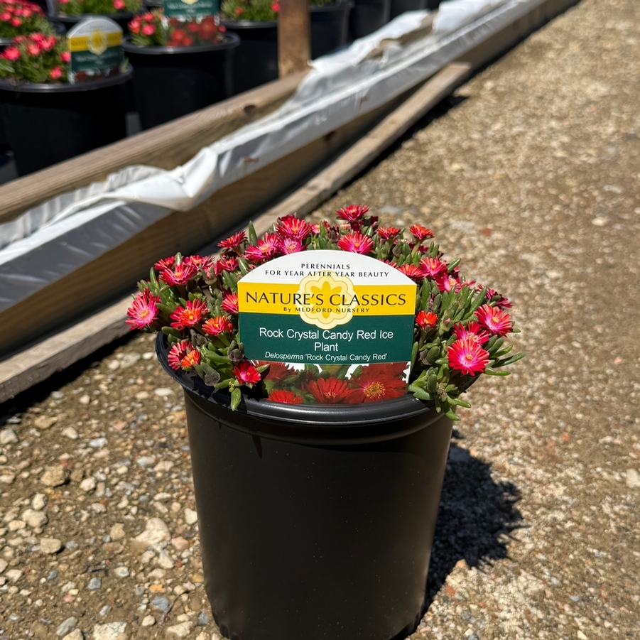 Delosperma Rock Crystal Candy Red