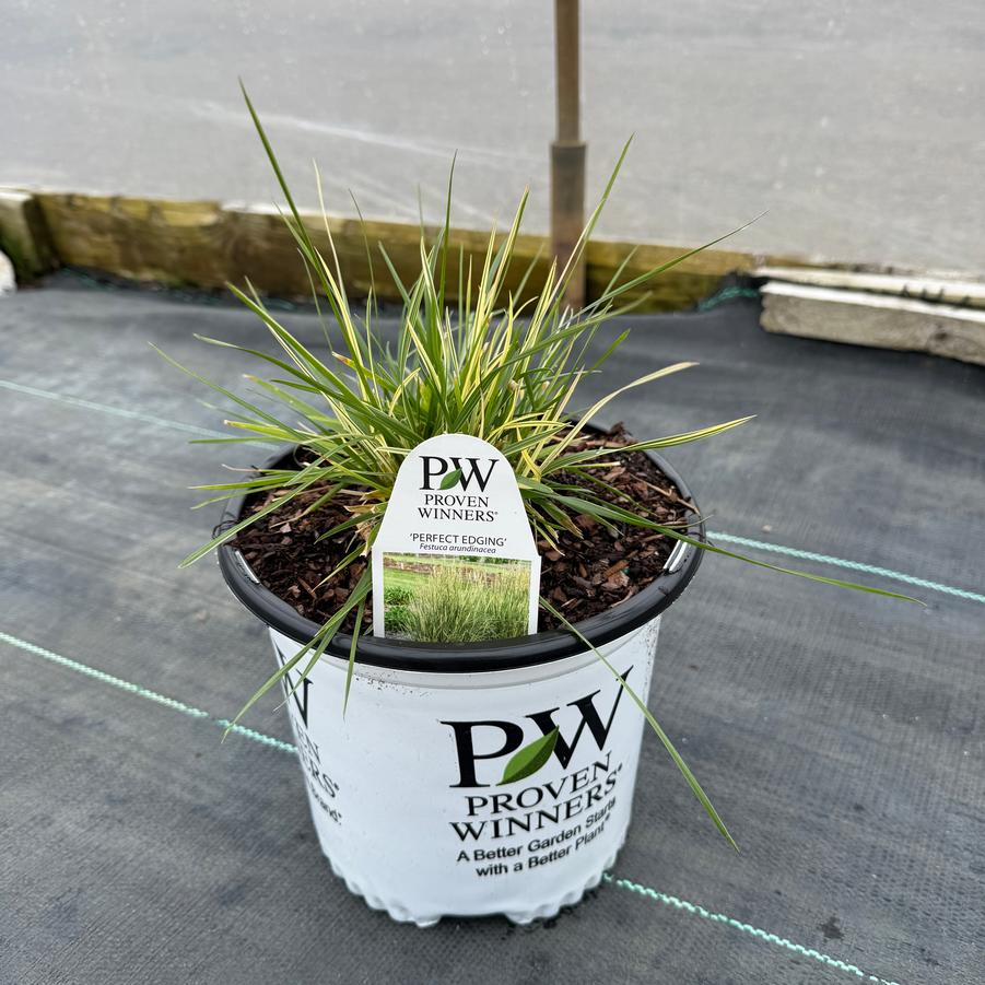 Festuca arundi. Perfect Edging PPAF