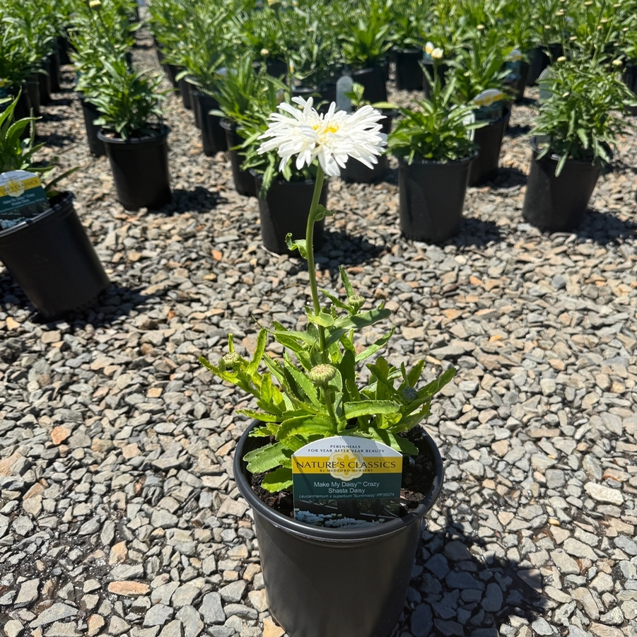 Leucanthemum x superbum Make My Daisy™ Crazy PP35074