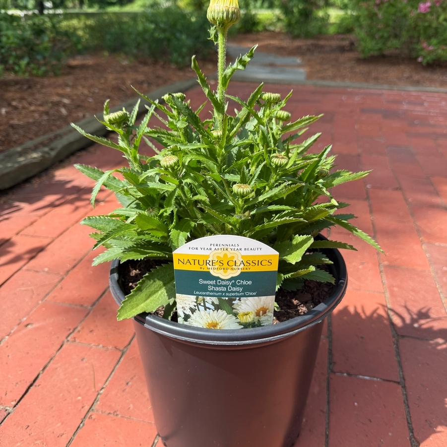 Leucanthemum Sweet Daisy™ Chloe