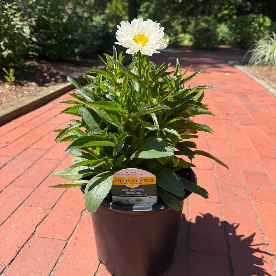 Leucanthemum Sweet Daisy™ Kylie
