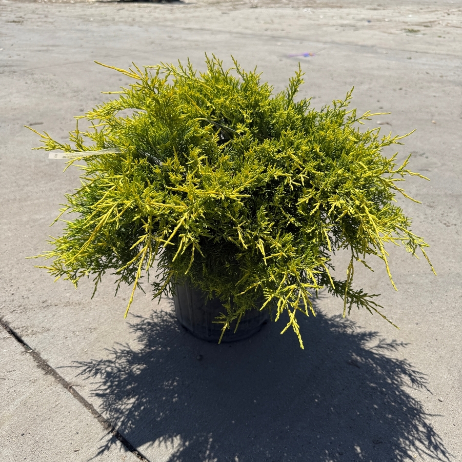Juniperus chinensis Casino Gold