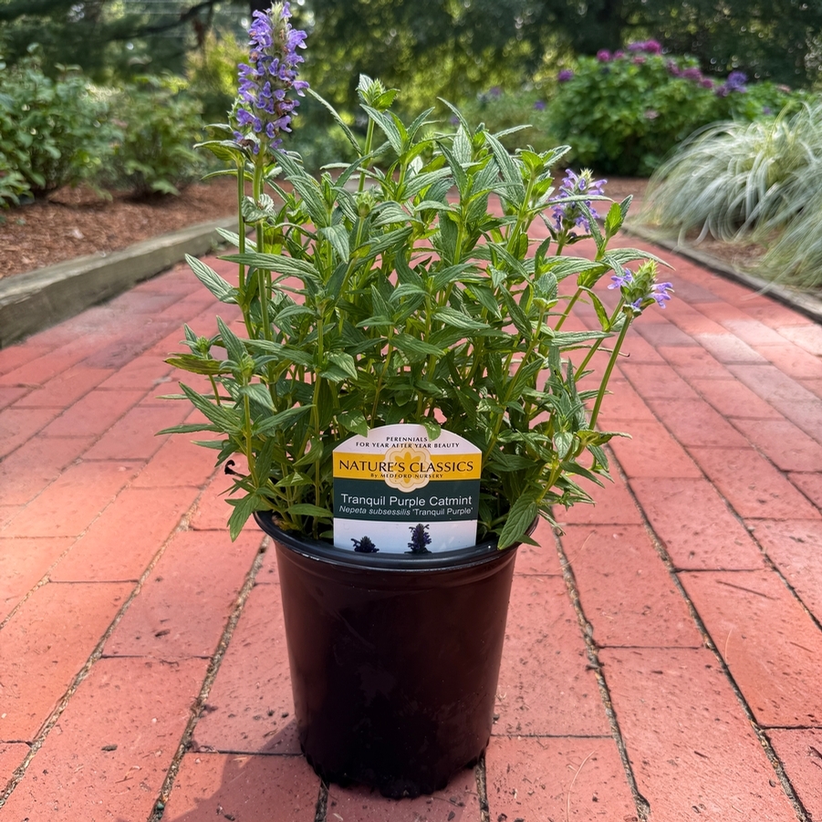 Nepeta Tranquil Purple