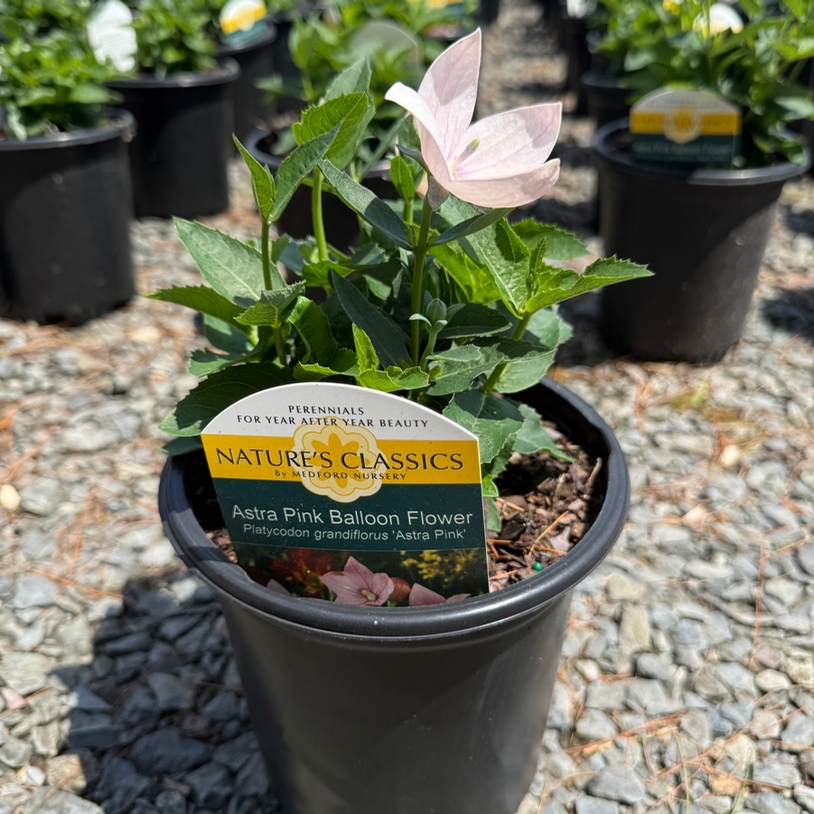 Platycodon grandiflorus Astra Pink