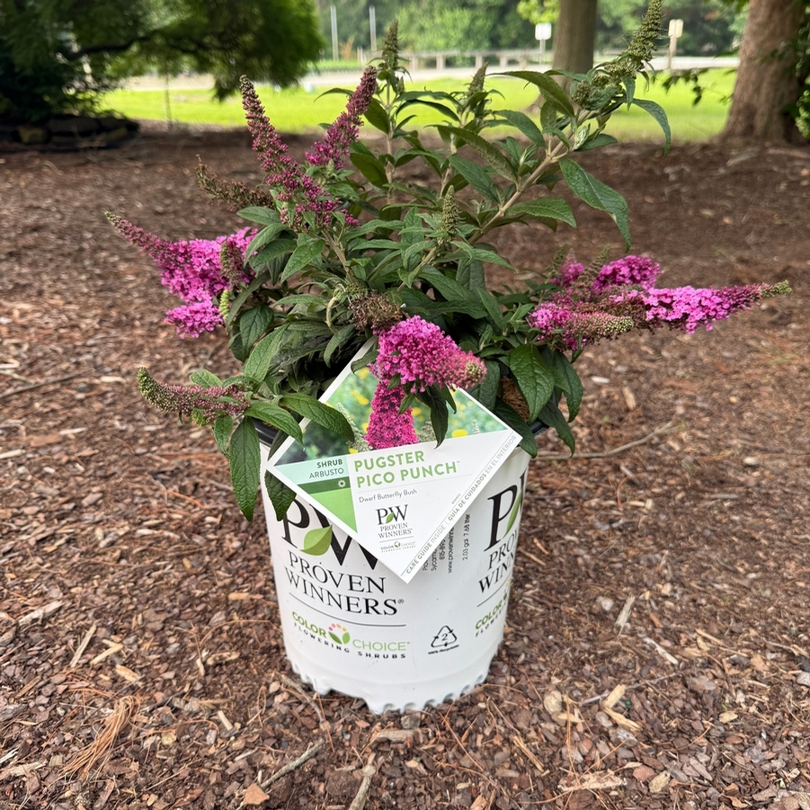 Buddleia Pugster Pico Punch™ PPAF