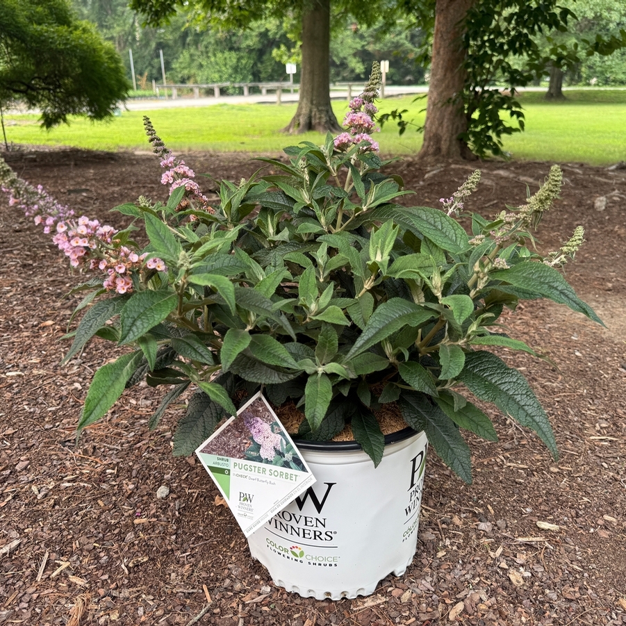 Buddleia Pugster Sorbet™ PPAF