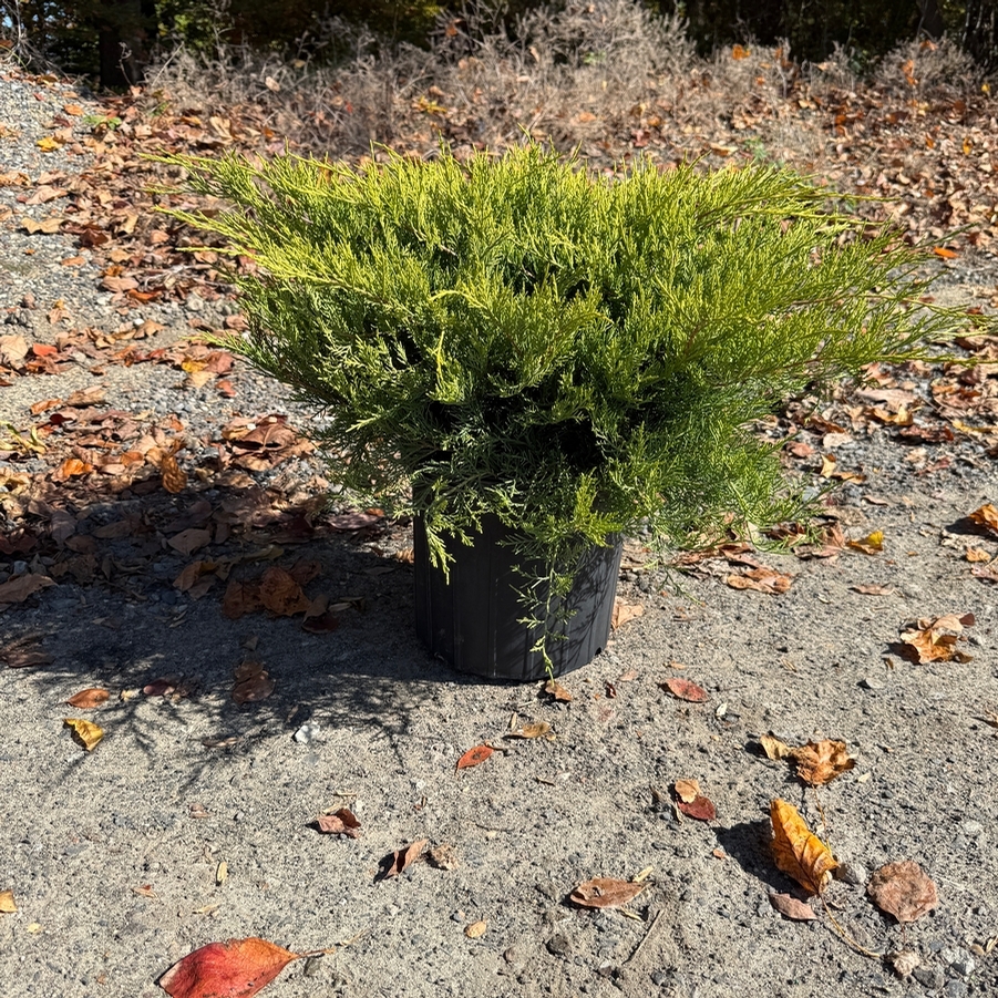 Juniperus chinensis Casino Gold