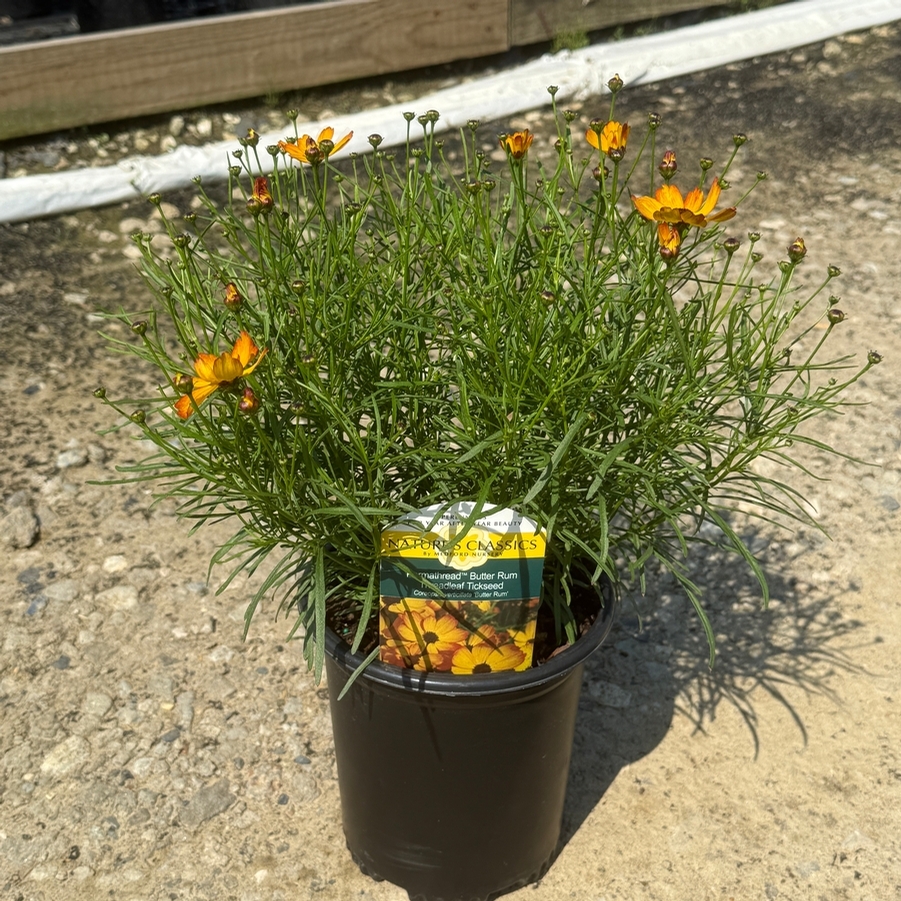Coreopsis Permathread™ Buttered Rum PP32739
