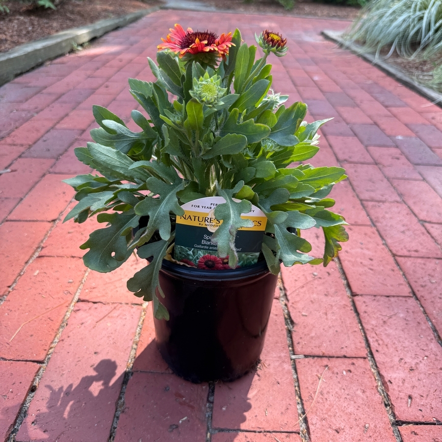Gaillardia aristata Spintop™ Red PPAF