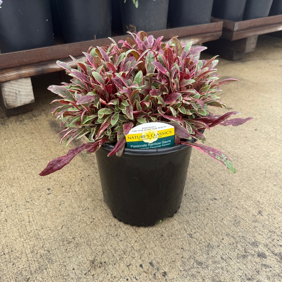 Gaura lindheimeri Passionate Rainbow PP17002
