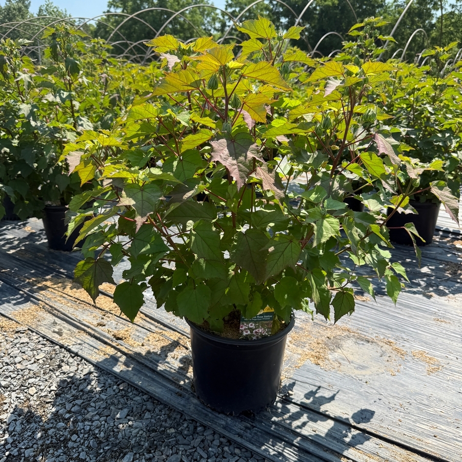 Hibiscus Angel Eyes PP35455