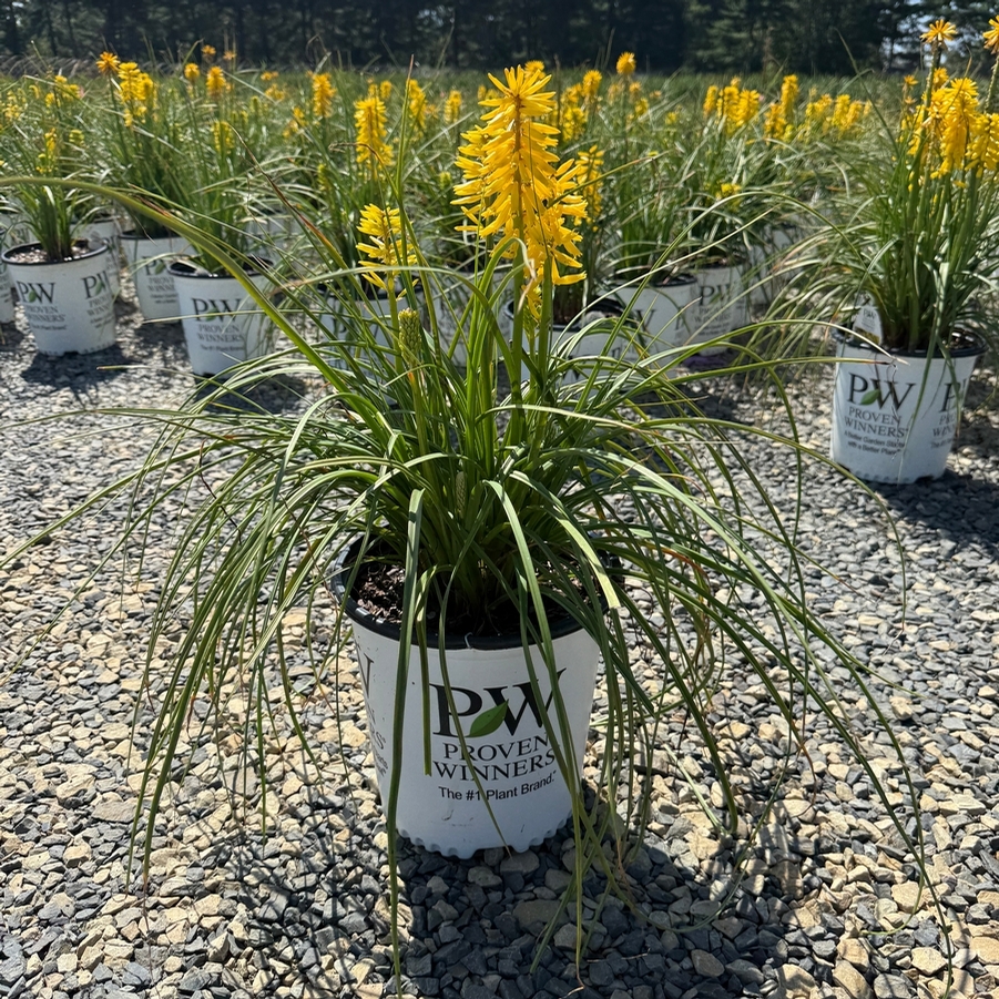 Kniphofia Pyromania® Solar Flare