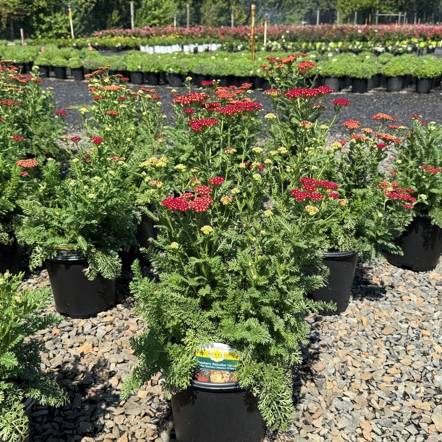 Achillea millefolium Strawberry Seduction