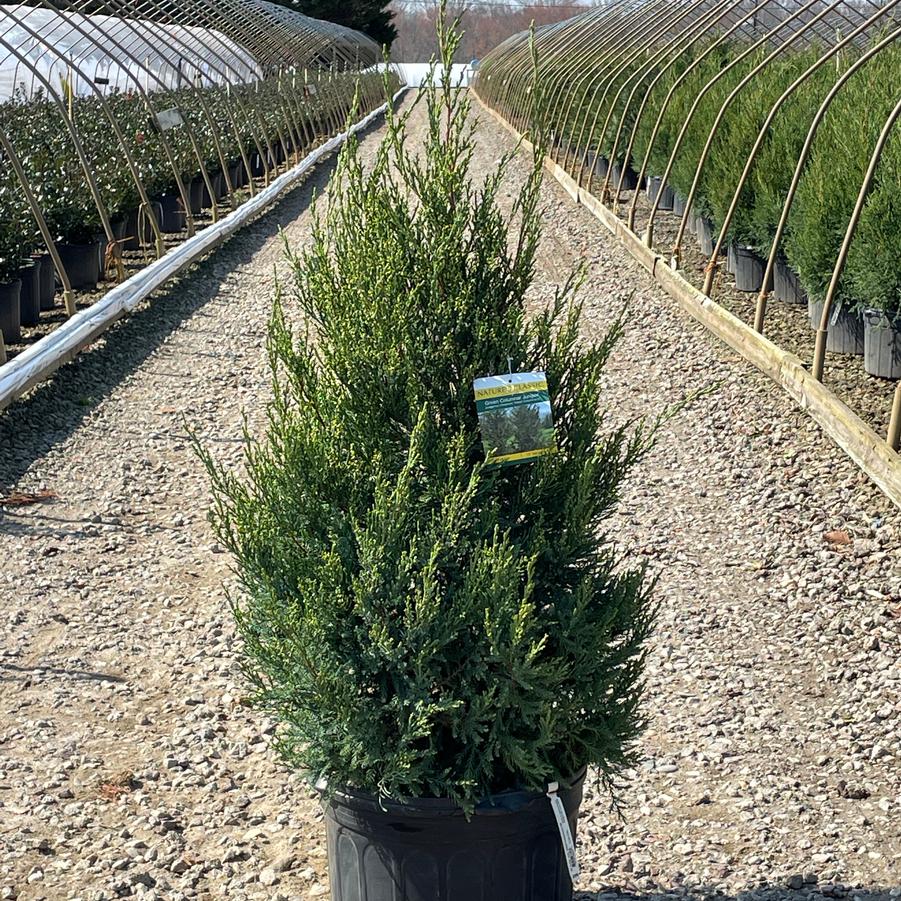 Juniperus chinensis Hetzii Columnaris