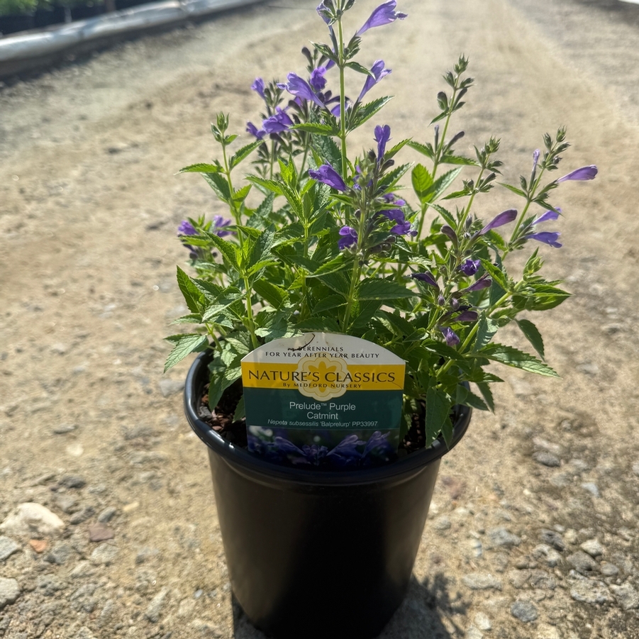 Nepeta Prelude™ Purple PP33997