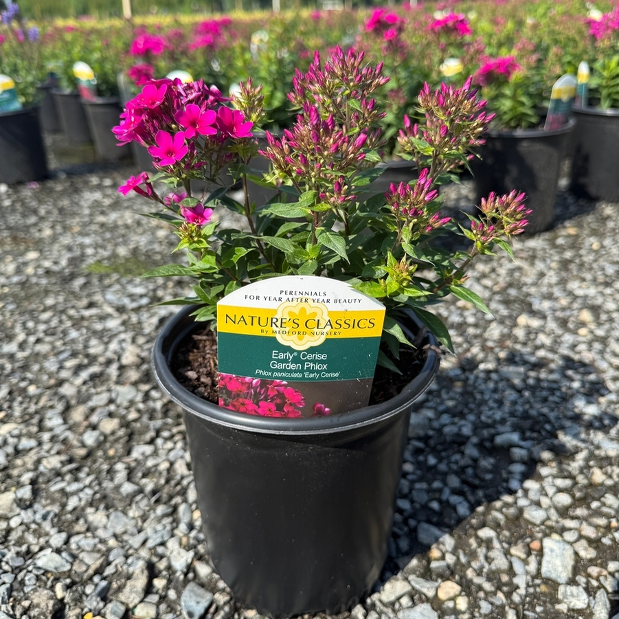Phlox paniculata Early® Cerise