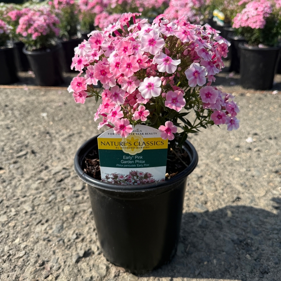 Phlox paniculata Early® Pink