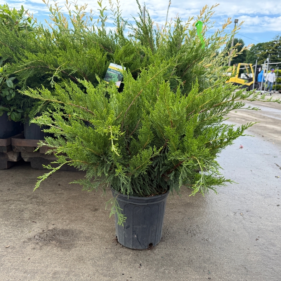 Juniperus chinensis Sea Green