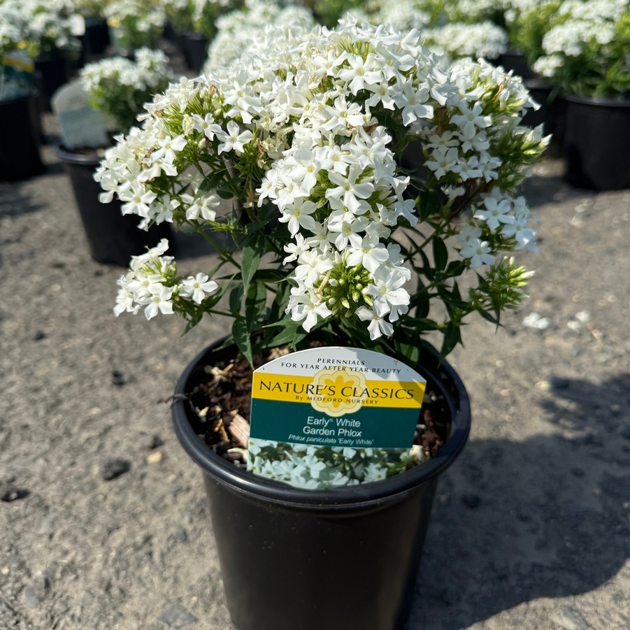 Phlox paniculata Early® White