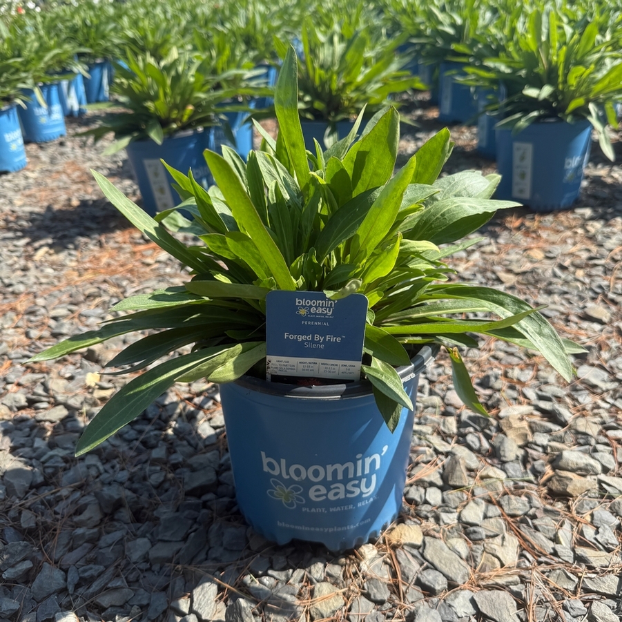 Silene virginica Forged by Fire PP36247