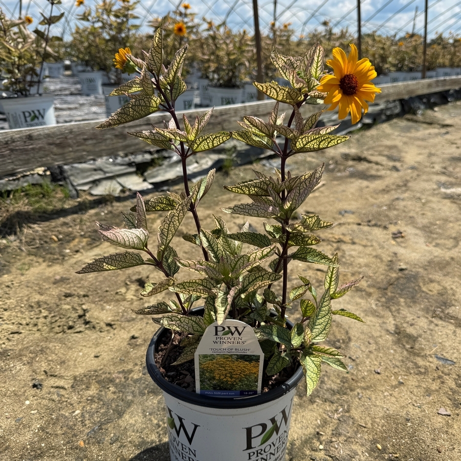 Heliopsis helianthoides Touch of Blush PPAF