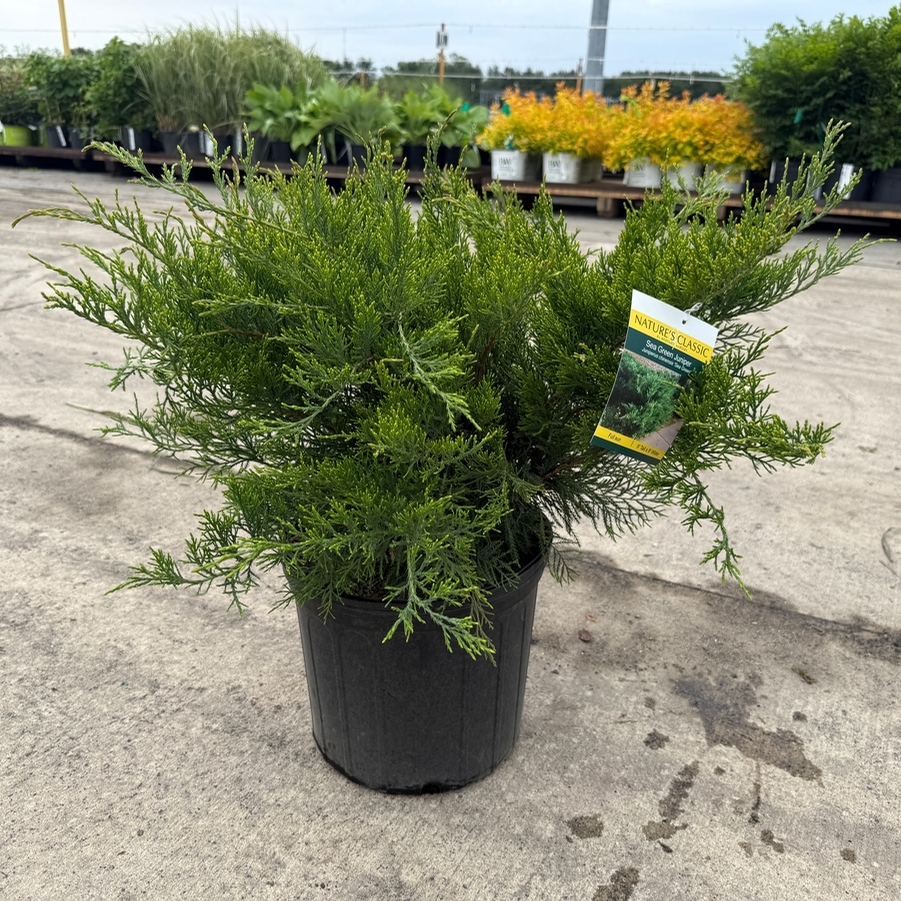 Juniperus chinensis Sea Green