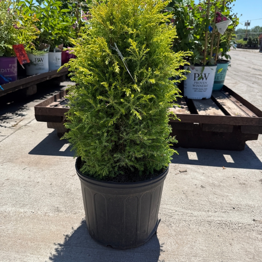 Juniperus communis Gold Cone