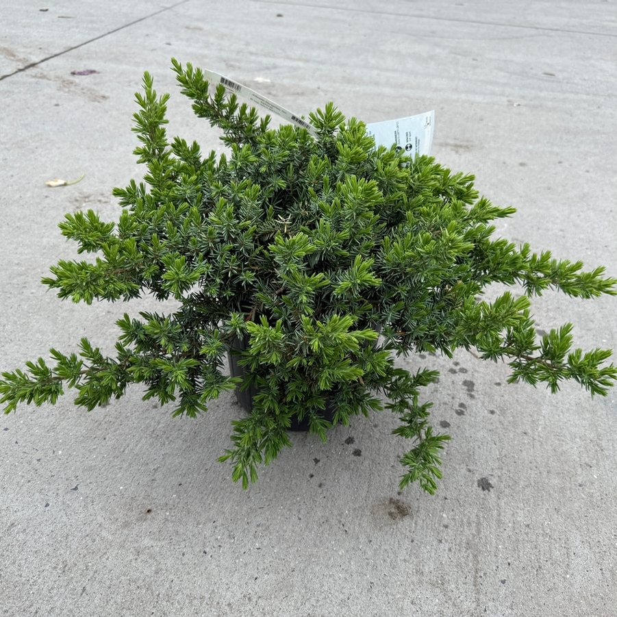 Juniperus conferta Blue Pacific