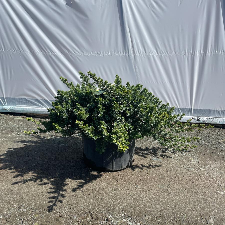 Juniperus conferta Blue Pacific