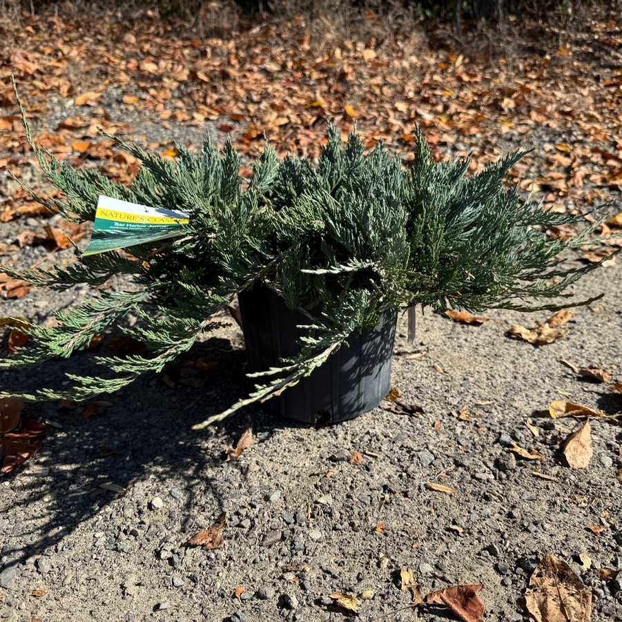 Juniperus horizontalis Bar Harbor