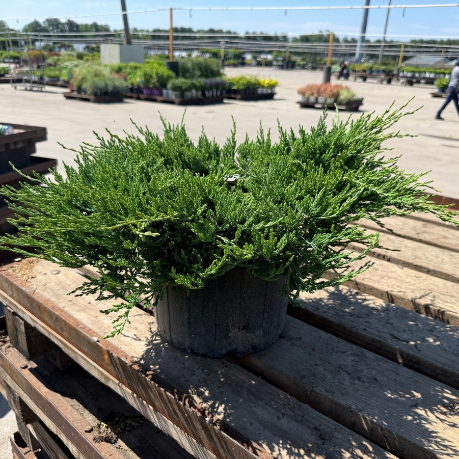 Juniperus horizontalis Bar Harbor