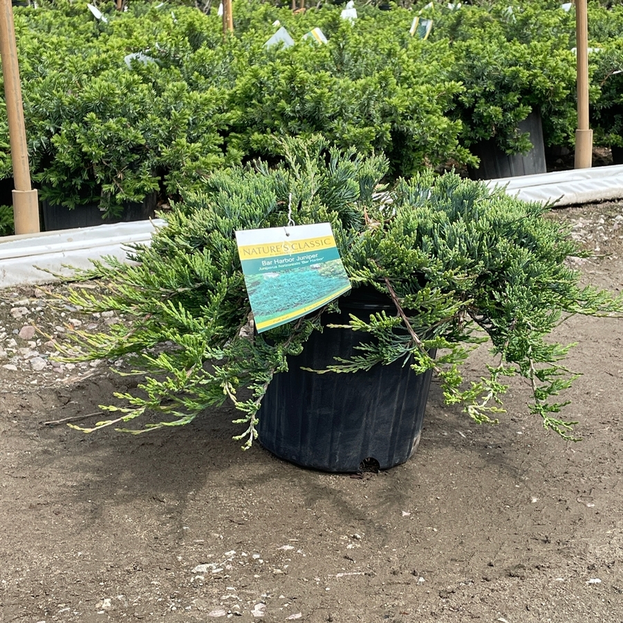Juniperus horizontalis Wiltonii