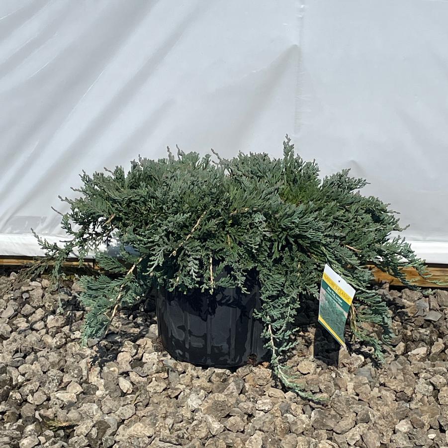 Juniperus horizontalis Wiltonii