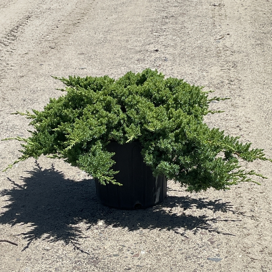 Juniperus procumbens Nana