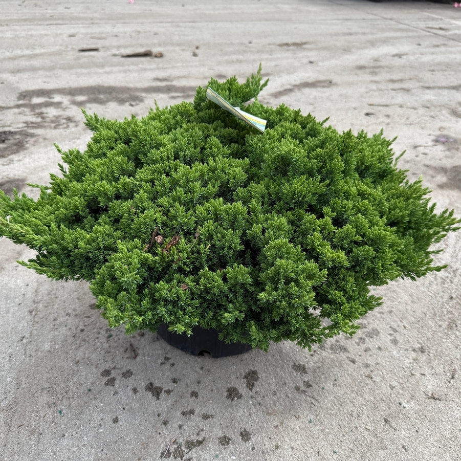 Juniperus procumbens Nana