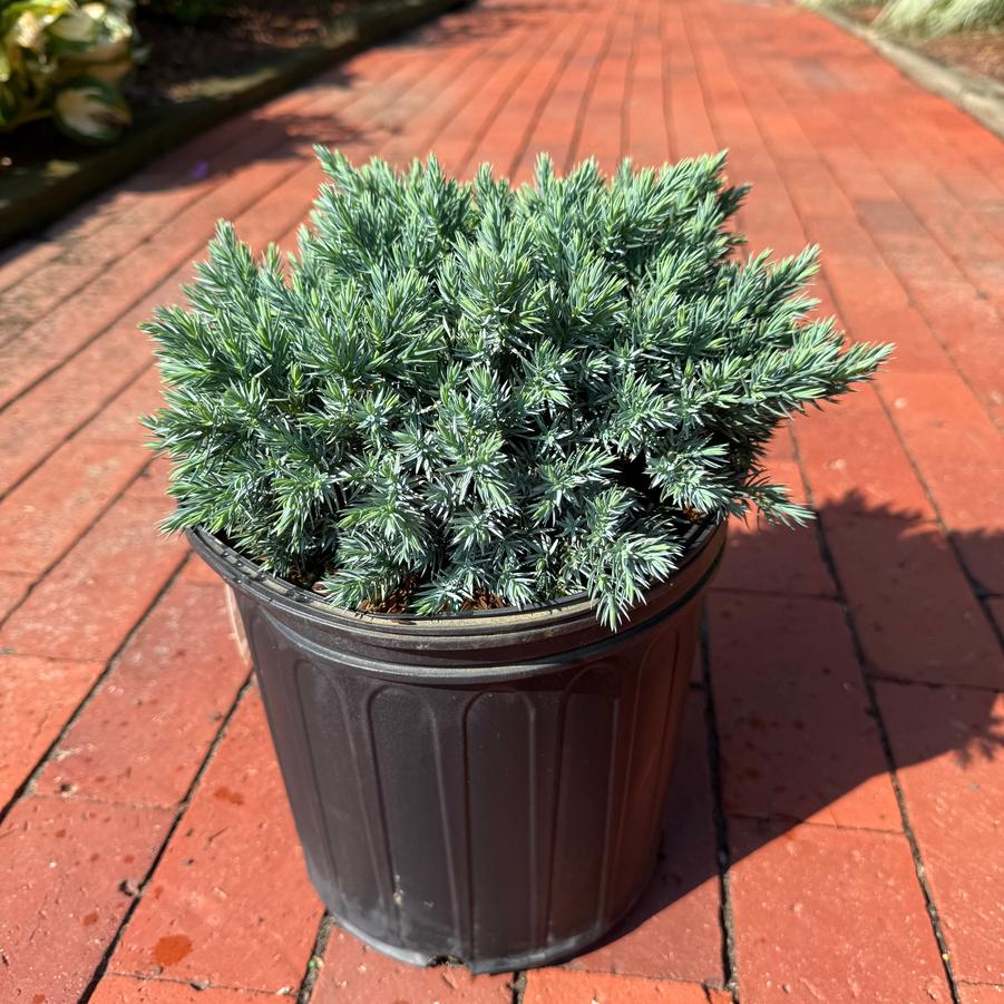 Juniperus squamata Blue Star