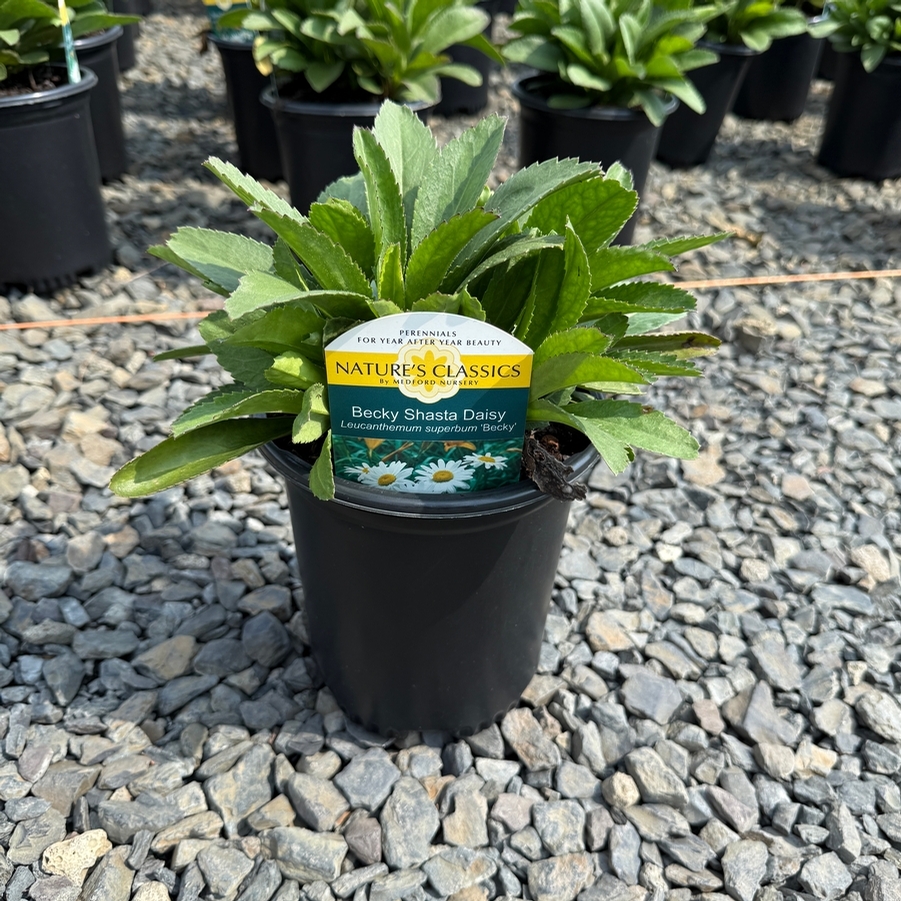 Leucanthemum x superbum Becky
