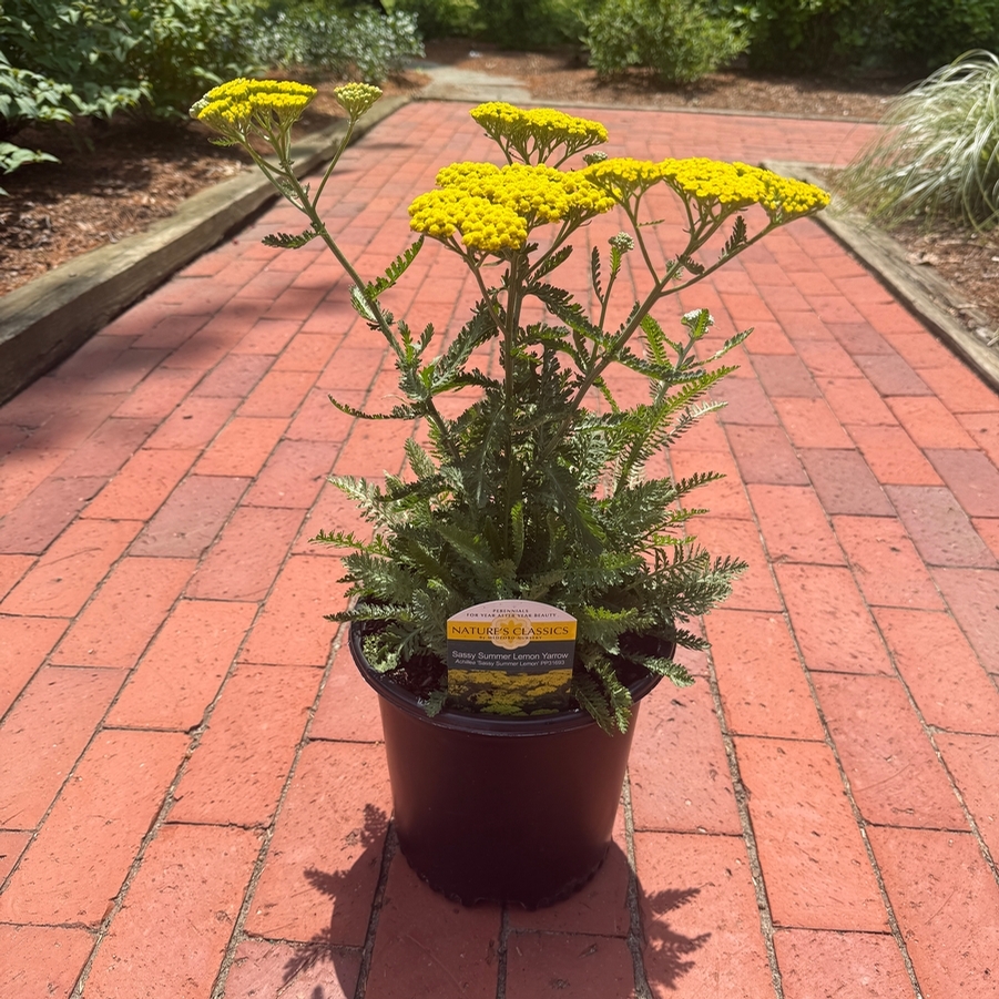 Achillea Sassy Summer Lemon PP31693