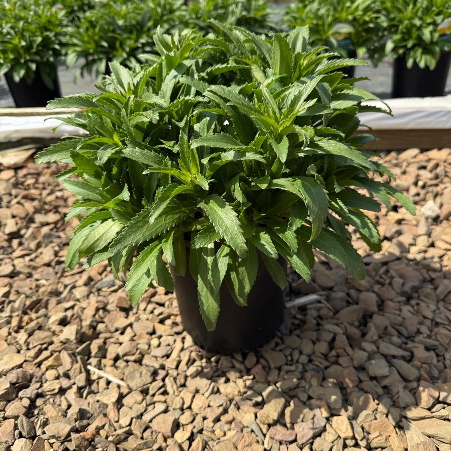 Leucanthemum x superbum Snowcap