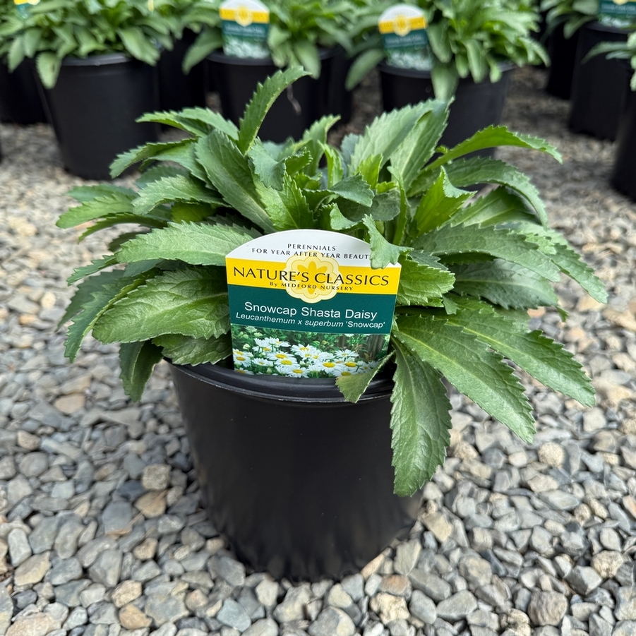 Leucanthemum x superbum Snowcap
