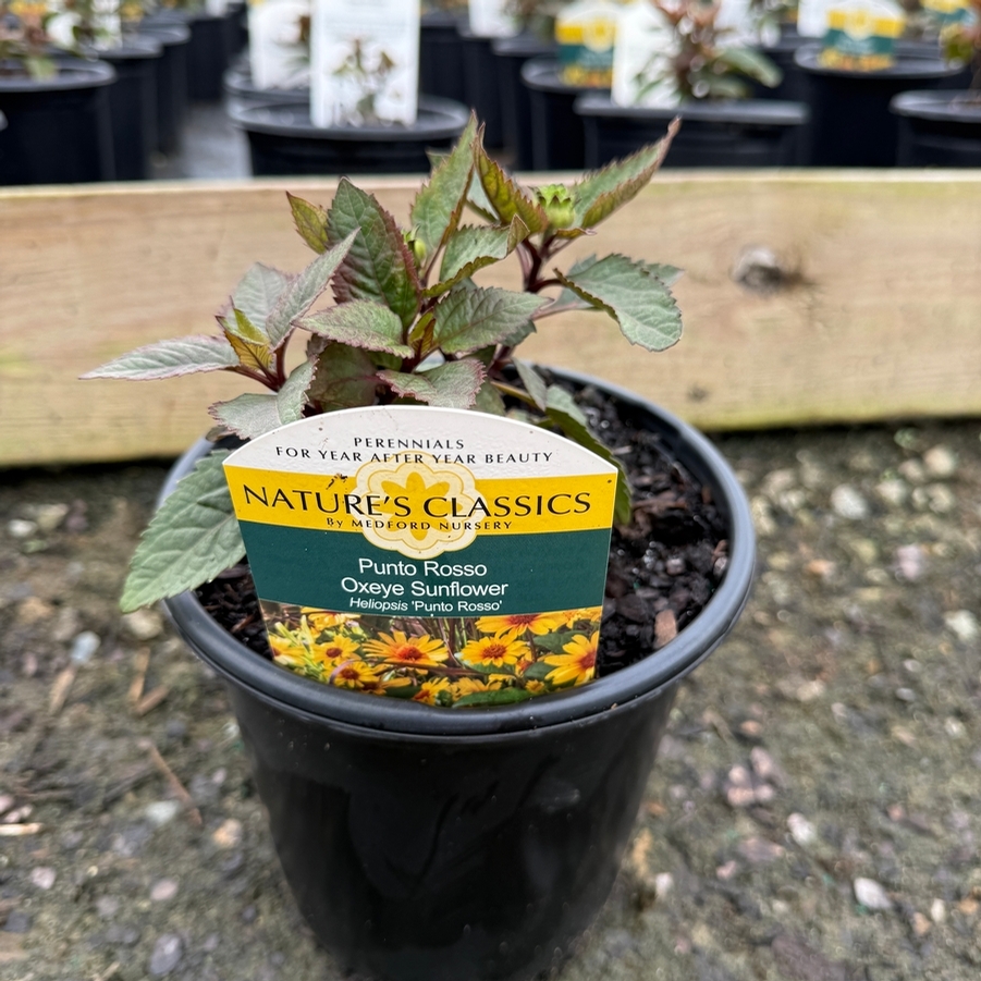 Heliopsis helianthoides Punto Rosso