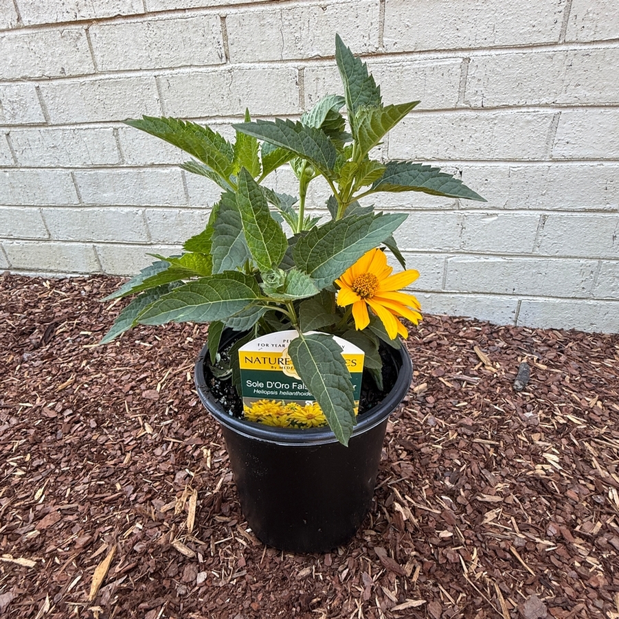 Heliopsis helianthoides Sole D'Oro