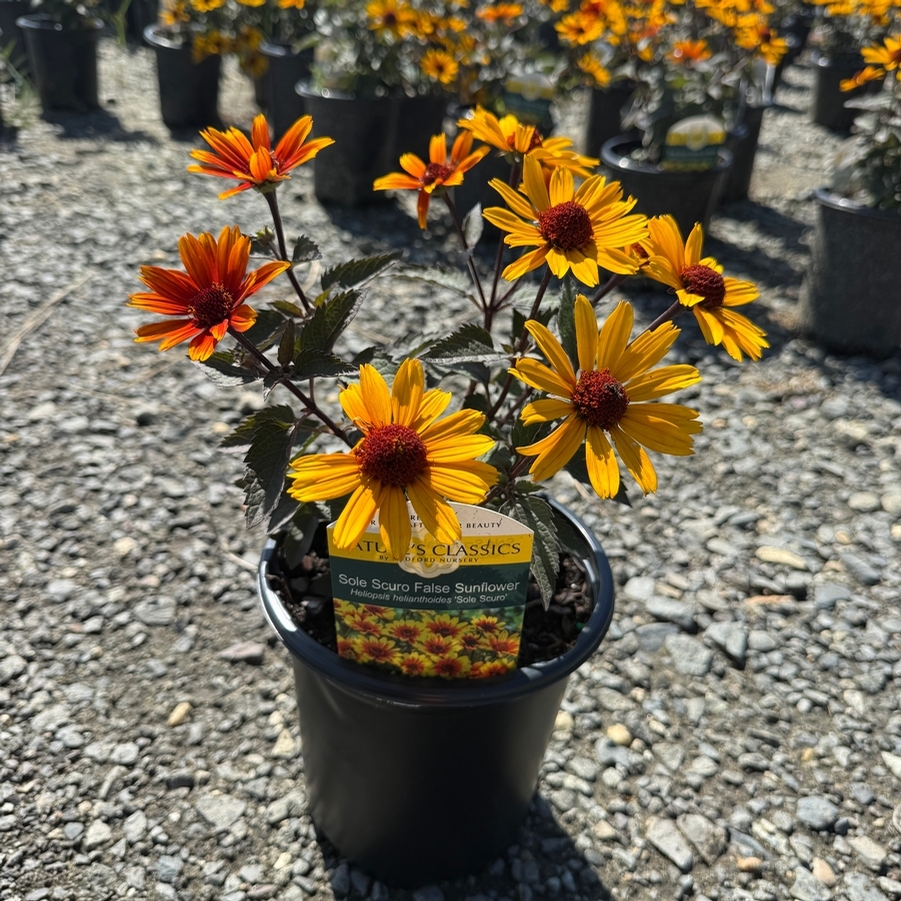Heliopsis helianthoides Sole Scuro