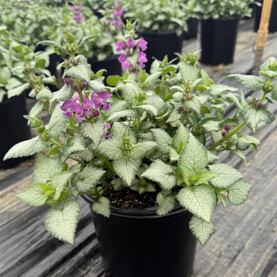 Lamium maculatum Purple Dragon