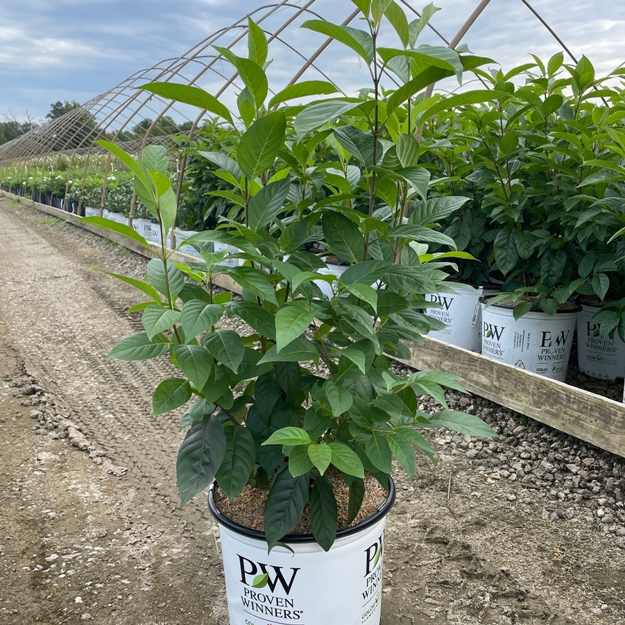 Cephalanthus Sugar Shack® 2.0 PPAF